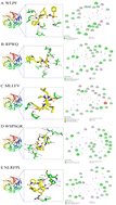 Graphical abstract: Structure–activity relationship and antioxidant properties of walnut peptides with high intestinal absorption capacity