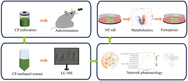 Graphical abstract: Dietary supplementation of Chlorella pyrenoidosa attenuated non-alcoholic fatty liver disease via the NF-κB/ferroptosis axis