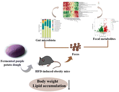 Graphical abstract: Fermented purple potato dough improves glycolipid metabolism by modulating gut microbiota and fecal metabolites in high-fat diet-induced obese mice