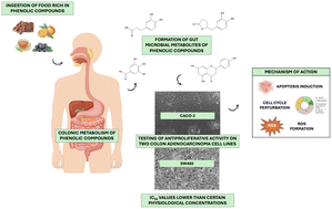 Graphical abstract: Gut microbial metabolites of phenolic compounds inhibit colon cancer cell proliferation by triggering apoptosis and cell cycle arrest