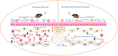 Graphical abstract: Preventive effects of sheep milk on DSS-induced colitis in mice: modulation of gut microbiota and inflammatory responses