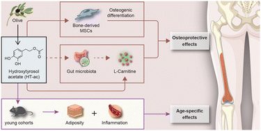Graphical abstract: Age-dependent osteoprotective effects of hydroxytyrosol acetate: enhanced bone integrity via gut–bone axis activation