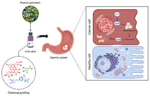 Graphical abstract: Blackthorn juice from central Italy exhibits selective anticancer activity by inducing apoptosis and autophagy in gastric carcinoma cells