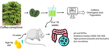 Graphical abstract: Effect of aqueous green coffee extract (Coffea canephora) on the intestinal health of Wistar rats fed with a hypercaloric and hyperlipidic diet