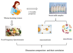 Graphical abstract: Composition of human breast milk macronutrients and microbiome and their correlations in Tibetan lactating women at 2–6 months postpartum