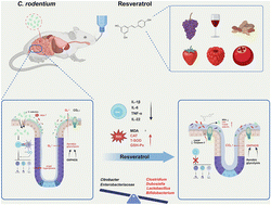 Graphical abstract: Resveratrol attenuates Citrobacter rodentium-infected colitis by remodeling the gut microbiota structure and inhibiting CD4+ cell activation in mice