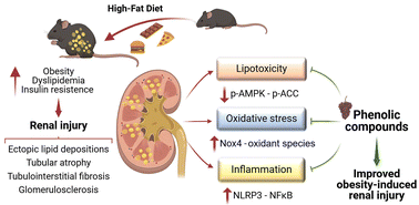 Graphical abstract: Grape pomace extract, rich in phenolic compounds, attenuates obesity-induced nephropathy by modulating energy metabolism dysregulation and oxidative stress in mice fed a high-fat diet