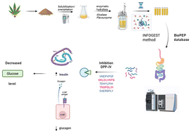 Graphical abstract: Identification, characterization and resistance to digestion assessment of hemp-derived dipeptidyl-peptidase IV inhibitory peptides