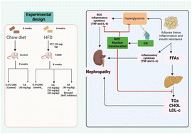 Graphical abstract: Cinnamic acid ameliorates diabetic nephropathy in rats via Nrf2 activation and inflammation modulation