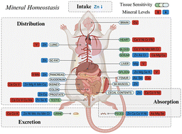 Graphical abstract: Multi-organ ionomics elucidates the disruption of mineral homeostasis induced by zinc deficiency