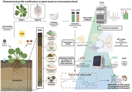 Graphical abstract: Phytochemical composition and bioactivity of edible Taraxacum officinale: potential as an ingredient in brain health-oriented functional foods