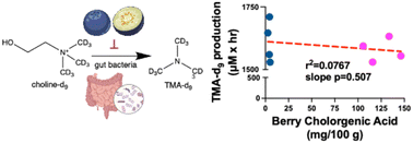 Graphical abstract: Inhibition of pro-atherogenic trimethylamine production from choline by human gut bacteria is not determined by varying chlorogenic acid content in highbush blueberries