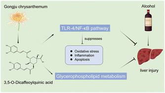 Graphical abstract: Chrysanthemum 3,5-O-dicaffeoylquinic acid ameliorates mouse alcoholic liver injury by suppressing the TLR-4/NF-κB pathway and restoring glycerophospholipid homeostasis