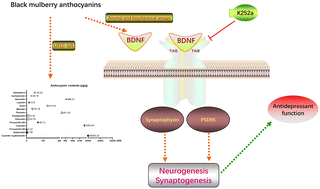 Graphical abstract: Black mulberry anthocyanins induce antidepressant-like effects via the BDNF/TrkB signaling pathway