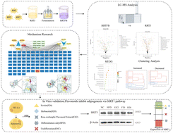 Graphical abstract: Flavonoids from Rosa roxburghii Tratt fermentation broth inhibit adipogenesis via the SIRT1 pathway: insights from metabolomics and network pharmacology