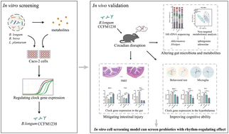 Graphical abstract: Bifidobacterium longum supplementation prevents intestinal inflammation and cognitive impairment in sleep-deprived mice by modulating clock gene expression