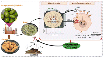 Graphical abstract: Polyphenol-rich extract from Torreya grandis peel attenuates lipopolysaccharide-induced inflammation in RAW264.7 macrophages via inhibition of the TLR4/NF-κB pathway