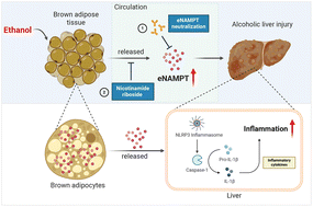 Graphical abstract: Nutritional targeting circulating eNAMPT attenuates NLRP3 inflammasome activation in alcoholic liver injury: therapeutic potential of nicotinamide riboside