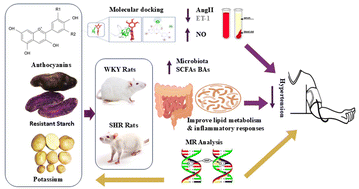 Graphical abstract: Anthocyanin-enriched purple potato flour modulates gut microbiota and short-chain fatty acids to prevent hypertension: insights from preclinical models and mendelian randomization analysis