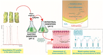 Graphical abstract: Bioaccessible sulforaphane attenuates oxidative stress-driven parainflammation in intestinal epithelial cells