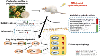 Graphical abstract: Enhancing cognitive memory function using Phyllanthus emblica polysaccharides via modulating autophagy and reshaping the gut microbiota