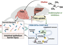 Graphical abstract: Arabinoxylan and glycolysis inhibitors alleviate trimethylamine accumulation and gut barrier impairment by inhibiting the PERK pathway