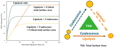 Graphical abstract: Unifying lipolysis under intestinal INFOGEST conditions by total surface area and coalescence