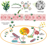 Graphical abstract: Ulva lactuca extracellular vesicles protect against high-fat diet-induced intestinal damage via Nrf2/Keap1/HO-1 activation