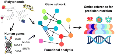 Graphical abstract: A computational reference for human genomics analysis in (poly)phenol research