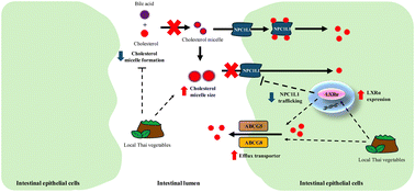 Graphical abstract: Potential lipid-lowering effects of Northern Thai vegetable extracts on the inhibition of cholesterol absorption: emerging in vitro and in vivo models