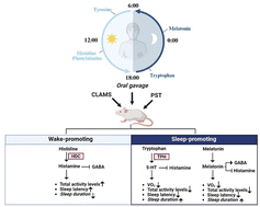Graphical abstract: The circadian variation of amino acids and melatonin in human milk and their potential sleep–wake regulation