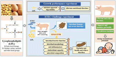 Graphical abstract: Dietary lysophospholipid alleviates diarrhea and improves intestinal health in weaned piglets challenged with enterotoxigenic Escherichia coli K88