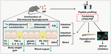Graphical abstract: Amelioration of diet-induced hyperglycemia by wheat peptides in a multi-target manner: integrated modulation of inflammation, lipid metabolism, gut microbiota, and DPP-IV inhibition
