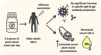 Graphical abstract: The effects of three different daily plant stanol ester intakes on influenza vaccination responses: a double-blind, randomized, placebo-controlled intervention study in older adults
