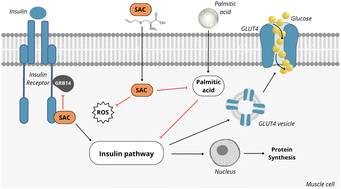 Graphical abstract: Mechanistic insights into S-allyl cysteine's insulin-mimetic role: glucose uptake, receptor kinase interaction, and sensitivity recovery in skeletal myotubes