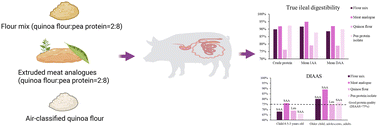 Graphical abstract: Effect of high moisture extrusion on true ileal amino acid digestibility and DIAAS of quinoa–pea protein-based meat analogues
