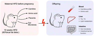 Graphical abstract: Maternal high-fat diet before pregnancy triggered off abnormal carnitine mapping and gut microbiota development in offspring