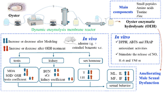 Graphical abstract: Oyster hydrolysate via dynamic enzymolysis ameliorates male sexual dysfunction in mice