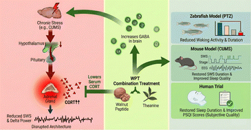 Graphical abstract: Walnut peptide and theanine combination ameliorates sleep disorders: a multi-species study including a human trial