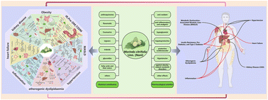 Graphical abstract: Morinda citrifolia L. (noni) and its potential in the management of systemic metabolic disorder (SMD)