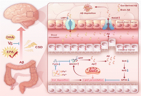 Graphical abstract: Dietary EPA shows superior efficacy over DHA in chronic sleep deprivation-induced cognitive decline by disrupting the crosstalk between intestinal ferroptosis and gut-derived Aβ production