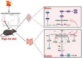 Graphical abstract: The main component of polysaccharides from Hippophae rhamnoides L. improves HFD-induced neuronal damage by regulating tryptophan synthesis and metabolism