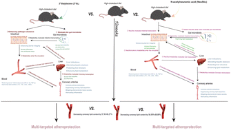 Graphical abstract: N-Acetylneuraminic acid and 3′-sialyllactose supplementation unlock shared and unique atheroprotective mechanisms through the gut–liver–coronary axis in hypercholesterolemic LDLR−/− mice