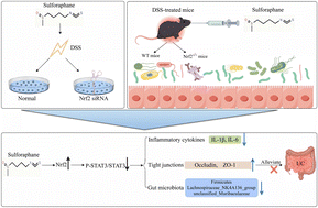 Graphical abstract: Sulforaphane attenuates DSS-induced ulcerative colitis via the Nrf2/STAT3 signaling pathway and gut microbiota modulation