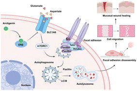 Graphical abstract: Arctigenin, a natural ERβ ligand occurring in edible burdock, accelerates focal adhesion disassembly of colon epithelial cells via enhancing autophagic degradation of paxillin to facilitate mucosal healing in ulcerative colitis