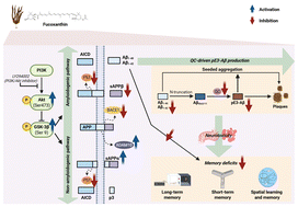 Graphical abstract: Fucoxanthin suppresses amyloid-β and pyroglutamate-3-Aβ accumulation by modulating the PI3K/Akt/GSK-3β signaling pathway