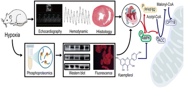 Graphical abstract: Kaempferol alleviates right ventricular hypertrophy in high-altitude pulmonary hypertension rats by modulating the AMPK/ACC/CPT1B axis and the AMPK-mediated LDHA/PDHA1 pathway