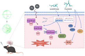 Graphical abstract: Selenium-containing peptides attenuating Pb-induced memory impairment through microRNA-mediated signaling