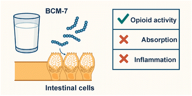 Graphical abstract: Beyond A1 milk concerns: dietary-relevant concentrations of β-casomorphin-7 show limited absorption but retain opioid-like activity in an intestinal cell model