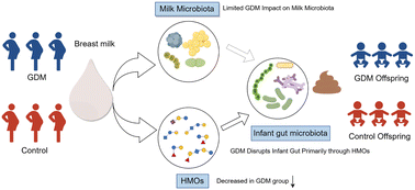 Graphical abstract: Influence of gestational diabetes mellitus on the breast milk microbiota and oligosaccharides and their effects on the infant gut microbiota